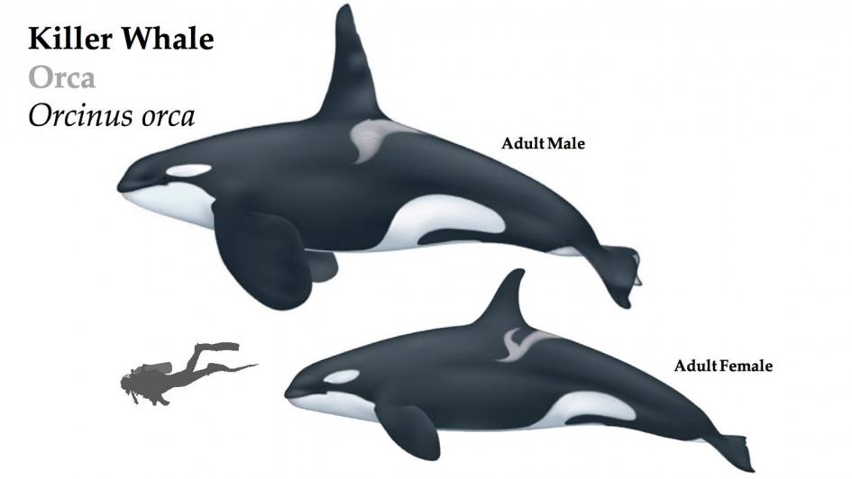 Orcas (Killer whales)