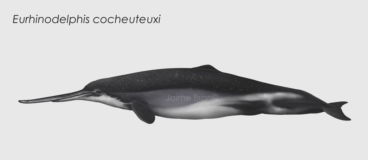 Eurhinodelphis Whaleapedia Wiki Fandom