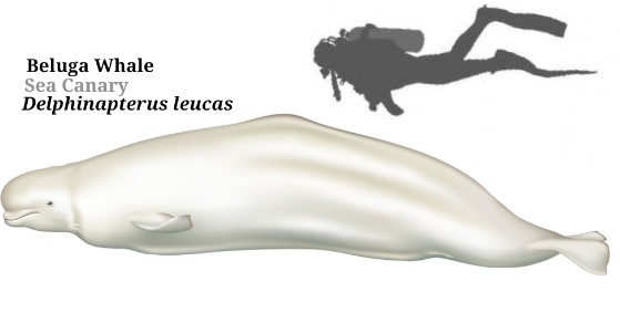 Beluga Whale Delphinapterus leucas (Pallas, 1776)