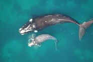 Souther right whale and baby1