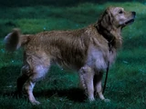 Hellhounds