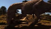 Allosaurus bites the neck of Ceratosaurus