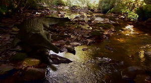 Rutiodon in creek