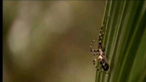 Spider on Plant