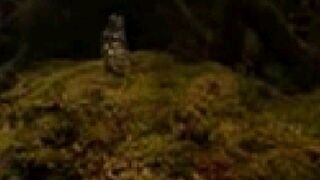 Unknown mammal