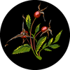 Rose hips