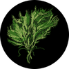 Cedar.png