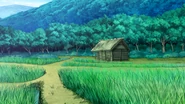 Rice fields