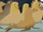 Sea Lions