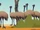 Emus