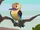 Kookaburra