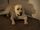 Satchmo
