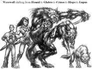 Werewolf5forms.jpg (69 KB) A graphic representation of the five forms