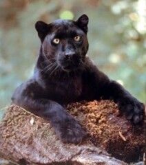 Panther big.jpg