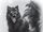 Shadow Wolves