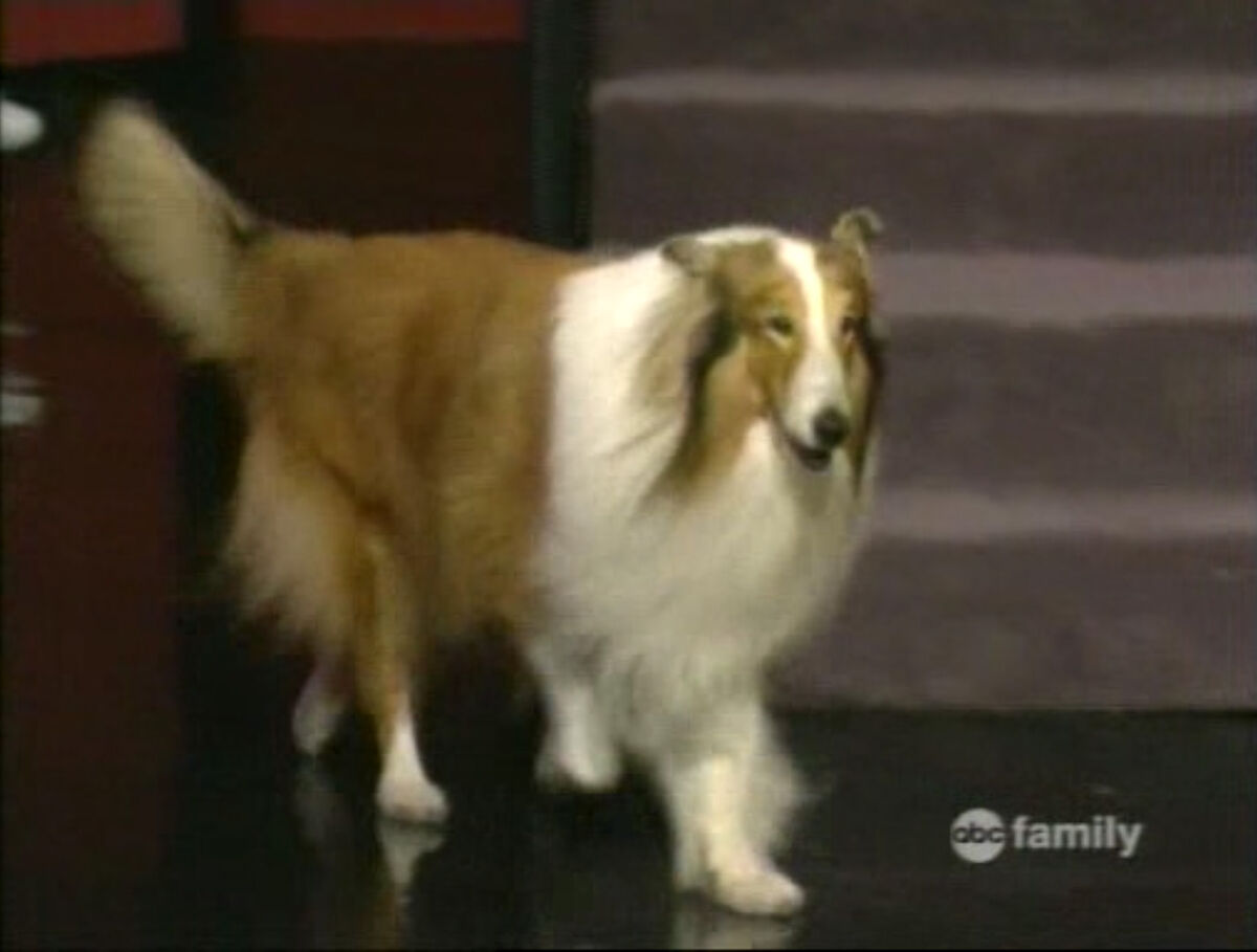 Dog Who Played Lassie