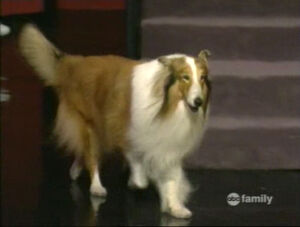 Lassie Whose Line Is It Anyway Wiki Fandom