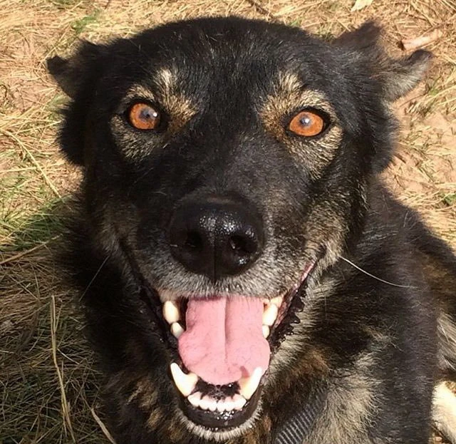 Kid Rock | Wicksypedia - All your Ugly Dog Info! Wiki | Fandom