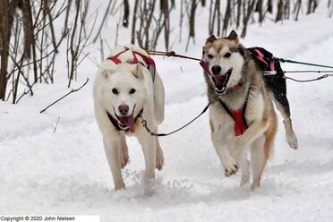 CopperDog150 2020-Feb-21.jpg