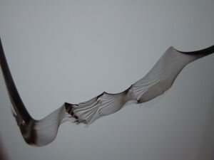 Glass fracture