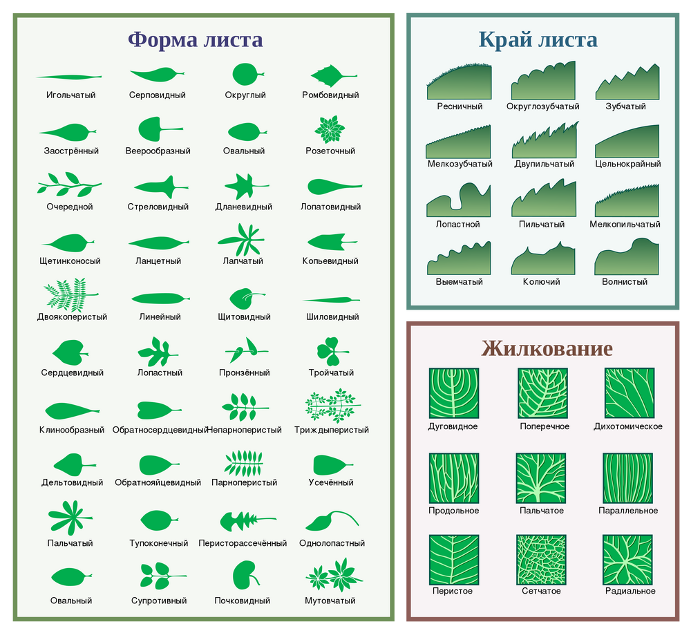 Пальчато раздельный