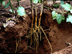 Primary and secondary cotton roots