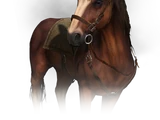 Płotka