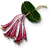 W3 SS Kapryfolium