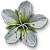 W3 SS Arenaria