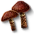 W3 SS Kortinarius