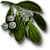 W3 SS Jemioła