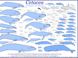 Cetacea