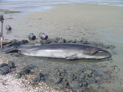 Ballena-franca-pigmea-caperea-marginata