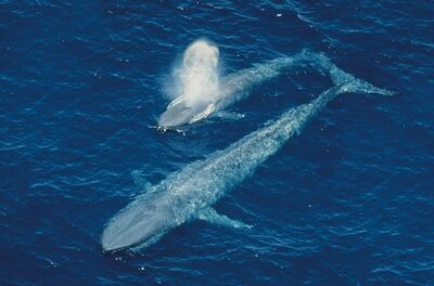 Blue-whale-calf