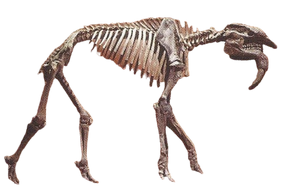 Deinotherium Back Image