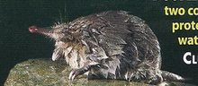 Desman Back Image 1