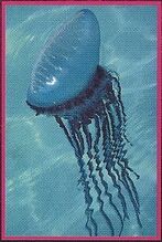 Portuguese Man-o-War 1