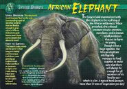 African Elephant