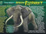 African Elephant