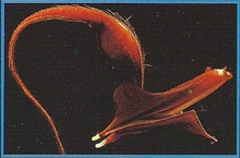 Gulper Eels Back Image