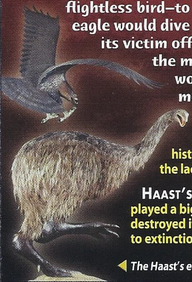 Haast's Eagle Back Image