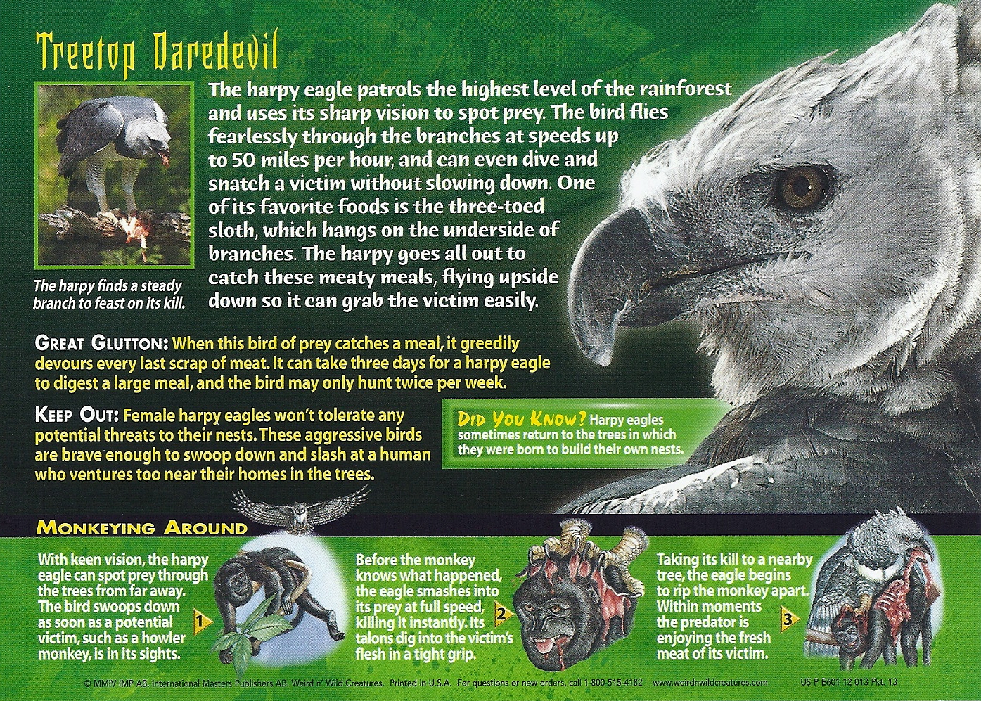 In the wild, the Harpy Eagle preys on sloths and monkeys. It has a  distinctive double crest of feathers on its head.