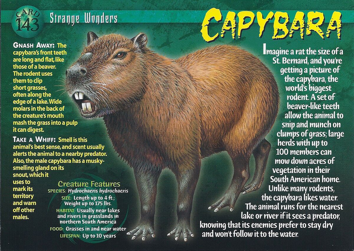Capybara, Weird n' Wild Creatures Wiki