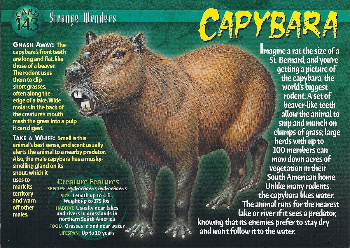 Capybara in water with chosen good names for a capybara displayed across a list