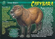 Capybara front.jpg (1.41 MB) Capybara