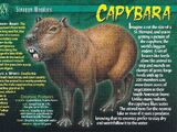 Capybara