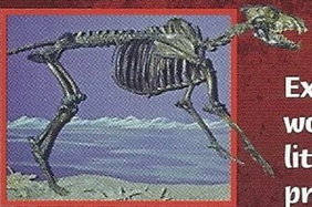 Dire Wolf Back Image