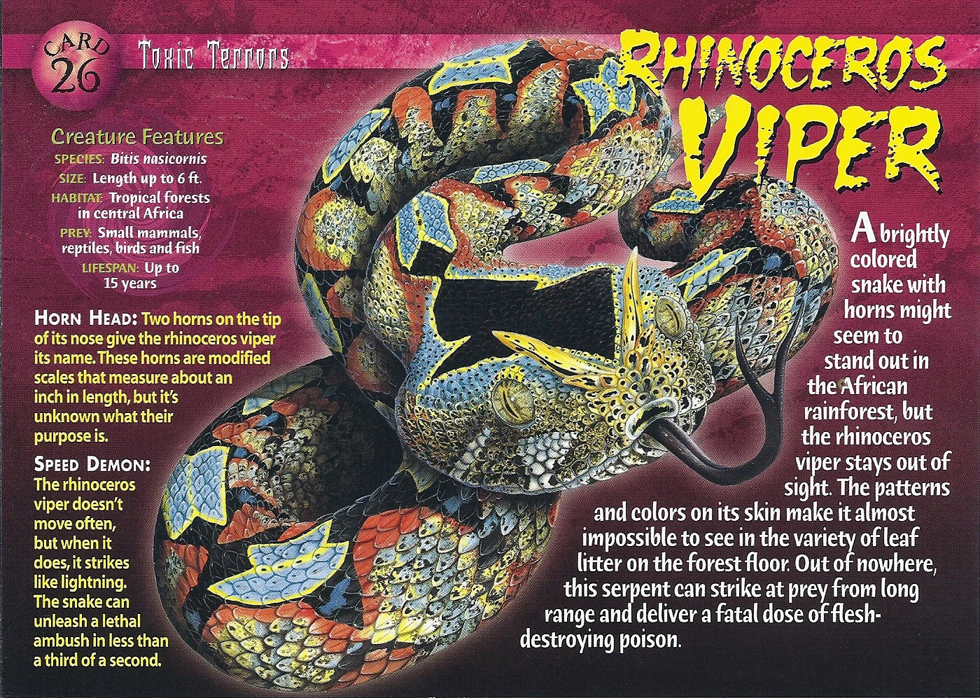 Rhinoceros Viper | Weird n' Wild Creatures Wiki | Fandom