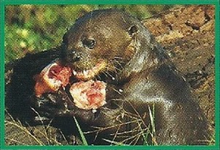 Giant Otter Back Image