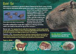 Capybara Encounter - NOVA Wild
